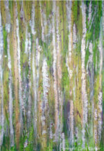 Birch Grove, mixed media painting